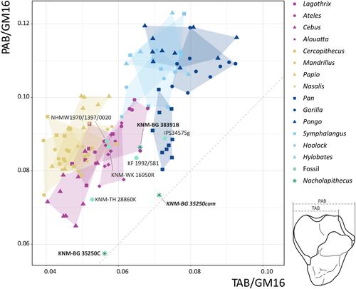 New quantitative analyses of the Nacholapithecus kerioi proximal ulna confirm morphological affinities with Equatorius and large papionins