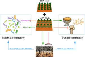 Mixing with Schima Superba Enhanced Soil Fertility and Simplified Soil Microbial Community of Eucalyptus Urophylla Forests