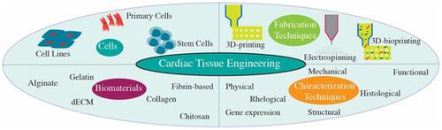 Cardiac Tissue Engineering: A Journey from Scaffold Fabrication to In Vitro Characterization