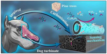 Biomimetic gas sensor derived from pine tree for highly sensitive and selective detection of C2H6O2†