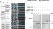 The N-terminal coiled-coil domain of Arabidopsis CROWDED NUCLEI 1 is required for nuclear morphology maintenance