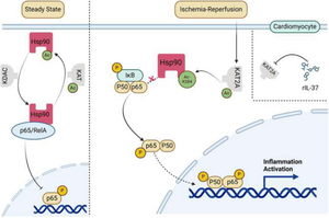 Inhibition of Hsp90 K284 Acetylation Aalleviates Cardiac Injury After Ischemia-Reperfusion Injury.