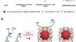 Development of Multi-HRP-Conjugated Branched PEI/Antibody-Functionalized Gold Nanoparticles for Ultra-Sensitive ELISA