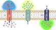 Application of Optogenetics in Neurodegenerative Diseases.