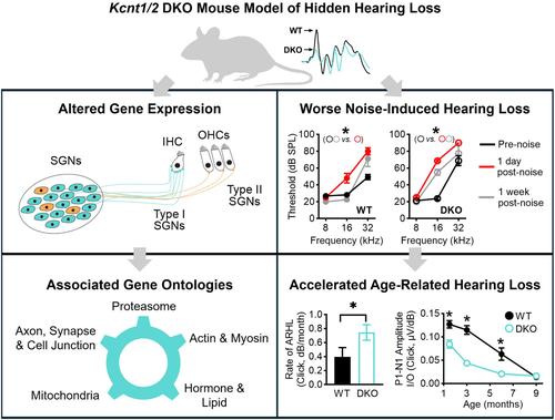 Pathophysiological processes underlying hidden hearing loss revealed in Kcnt1/2 double knockout mice