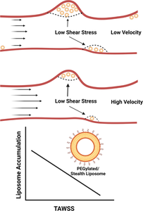 Blood vessel wall shear stress determines regions of liposome accumulation in angiogenic vasculature.