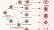 Targeting the sulfur-containing amino acid pathway in leukemia.