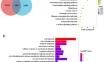 ADAM12 Silencing Mediated by FOXC2 Represses Meningioma Progression Through Inactivating the JAK1/STAT3/VEGFA Pathway