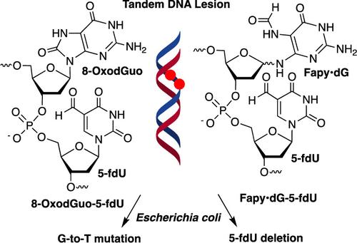 8-OxodGuo and Fapy•dG Mutagenicity in <i>Escherichia coli</i> Increases Significantly when They Are Part of a Tandem Lesion with 5-Formyl-2'-deoxyuridine.