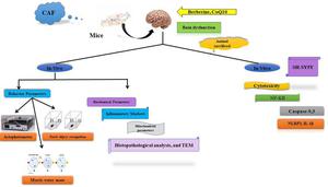 In-vitro and in-vivo studies of two-drug cocktail therapy targeting chemobrain via the Nrf2/NF-κB signaling pathway