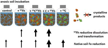 Emerging investigator series: Coprecipitation with glucuronic acid limits reductive dissolution and transformation of ferrihydrite in an anoxic soil†