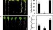 A point mutation in the IAA14 promoter enhances callus formation and regeneration