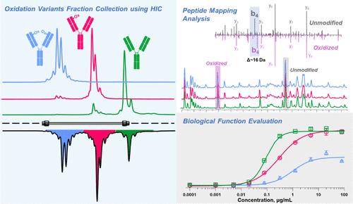 In-Depth Characterization for Methionine Oxidization in Complementary Domain Region by Hydrophobic Interaction Chromatography