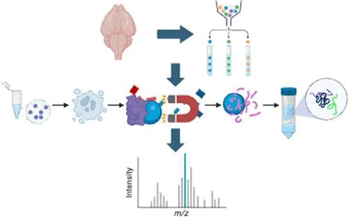 FANS Unfixed: Isolation and Proteomic Analysis of Mouse Cell Type-Specific Brain Nuclei.