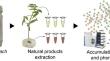 Melia azedarach L. in vitro plantlets as a new source of antifeeding salannin- and nimbolinin-type limonoids