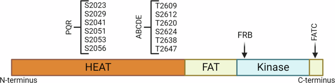 Secrets of DNA-PKcs beyond DNA repair