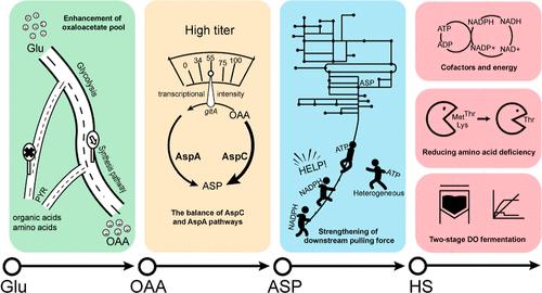 Balancing the AspC and AspA Pathways of <i>Escherichia coli</i> by Systematic Metabolic Engineering Strategy for High-Efficient l-Homoserine Production.