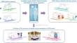 Development and Application of a Physiologically Based Pharmacokinetic Model for Elagolix in the Adult and Adolescent Population.