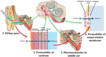 Biomaterials for non-invasive trans-tympanic drug delivery: requirements, recent advances and perspectives