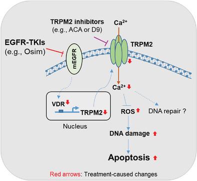 Targeting Transient Receptor Potential Melastatin-2 (TRPM2) Enhances Therapeutic Efficacy of Third Generation EGFR Inhibitors against EGFR Mutant Lung Cancer