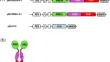 Plant production of recombinant antigens containing the receptor binding domain (RBD) of two SARS-CoV-2 variants