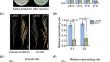 QTL detection and candidate gene identification of qCTB1 for cold tolerance in the Yunnan plateau landrace rice