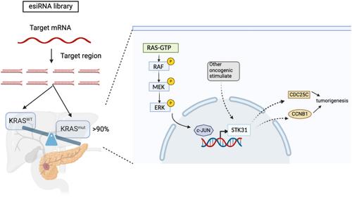 The molecular mechanism underlying KRAS regulation on STK31 expression in pancreatic ductal adenocarcinoma