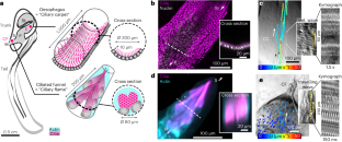 Flow physics guides morphology of ciliated organs