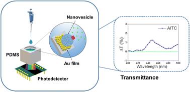 Label-free optical detection of calcium ion influx in cell-derived nanovesicles using a conical Au/PDMS biosensor†