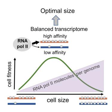 Transcriptomic balance and optimal growth are determined by cell size