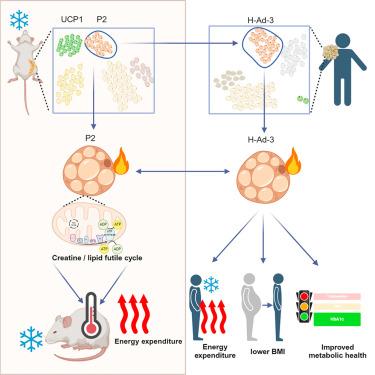 Single-nucleus transcriptomics identifies separate classes of UCP1 and futile cycle adipocytes