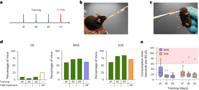 Refined tamoxifen administration in mice by encouraging voluntary consumption of palatable formulations