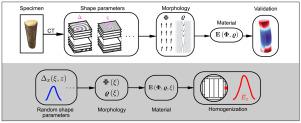 Predicting the elastic properties of Norway spruce by its morphology