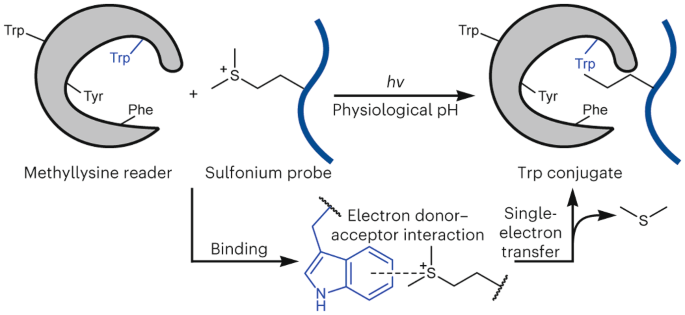 Single-electron transfer between sulfonium and tryptophan enables site-selective photo crosslinking of methyllysine reader proteins