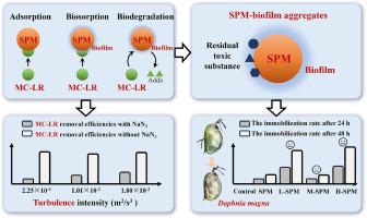 Suspended particulate matter-biofilm aggregates benefit microcystin removal in turbulent water but trigger toxicity toward Daphnia magna