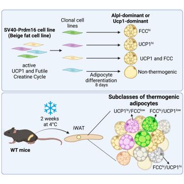 Development of a functional beige fat cell line uncovers independent subclasses of cells expressing UCP1 and the futile creatine cycle