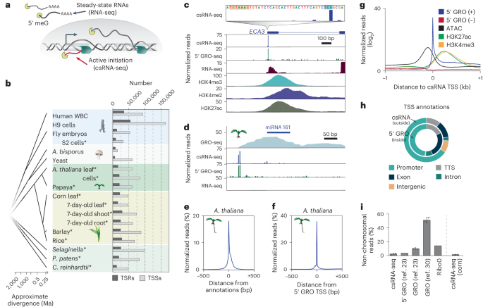 Enhancers associated with unstable RNAs are rare in plants