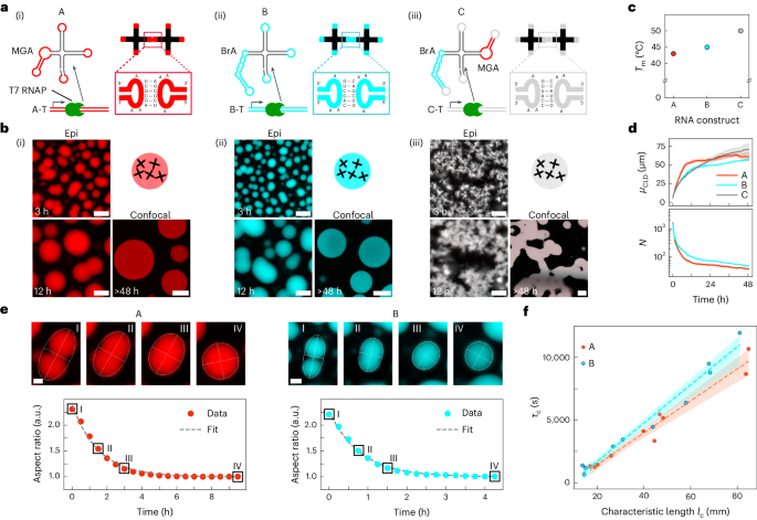 Co-transcriptional production of programmable RNA condensates and synthetic organelles