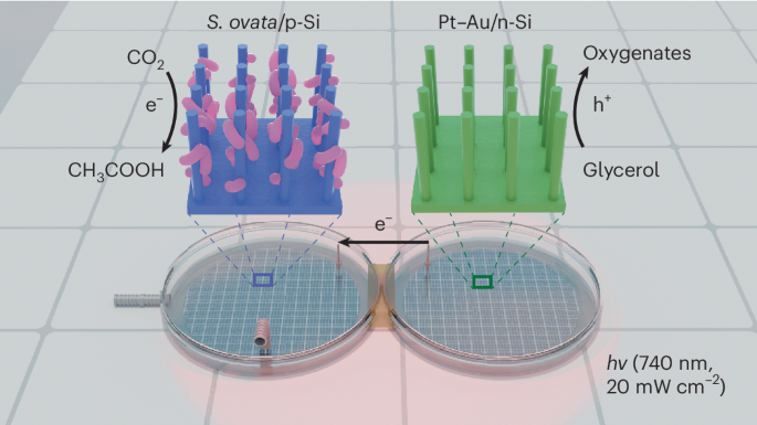 A red-light-powered silicon nanowire biophotochemical diode for simultaneous CO2 reduction and glycerol valorization