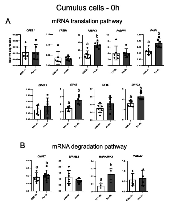 NPPC and AREG supplementation in IVM systems alter mRNA translation and decay programs-related gene expression in bovine COC.