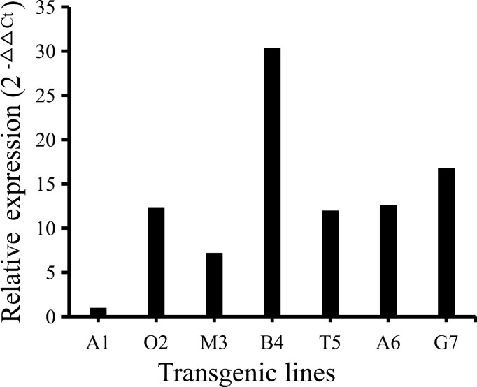 Transgenic poplar (Populus davidiana×P. bolleana Loucne) expressing dsRNA of insect chitinase gene: lines identification and resistance assay.