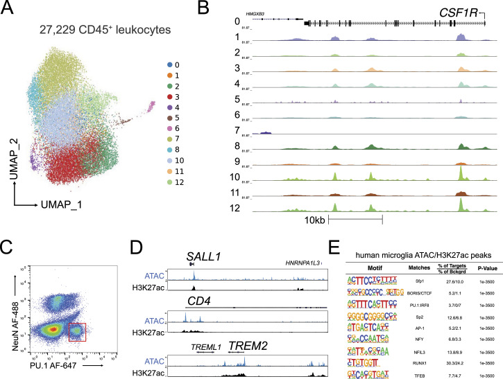 Gene expression and chromatin conformation of microglia in virally suppressed people with HIV.