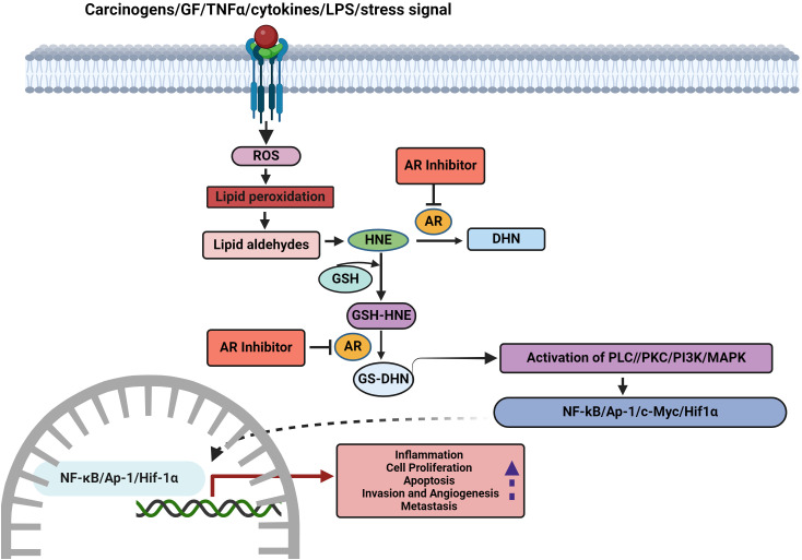 Aldo-keto reductases: Role in cancer development and theranostics.