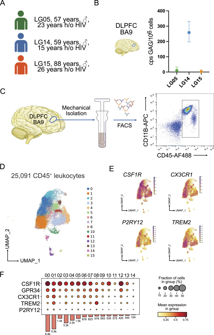 Gene expression and chromatin conformation of microglia in virally suppressed people with HIV.