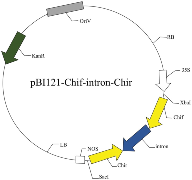 Transgenic poplar (Populus davidiana×P. bolleana Loucne) expressing dsRNA of insect chitinase gene: lines identification and resistance assay.