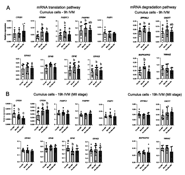 NPPC and AREG supplementation in IVM systems alter mRNA translation and decay programs-related gene expression in bovine COC.