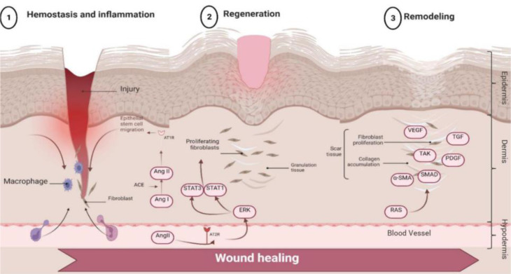 Exploring the Molecular Underpinnings of Skin Regeneration and Wound Healing: The Role of Renin Angiotensin.