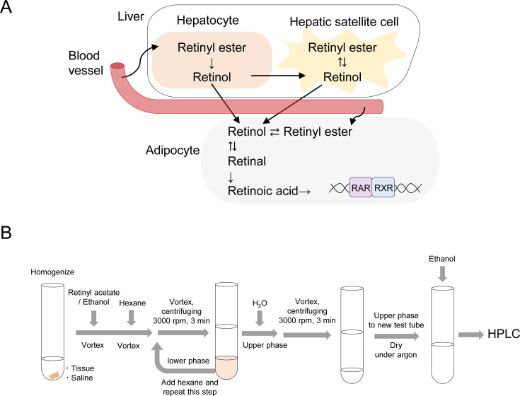 Time-dependent changes in retinoids content in liver and adipose tissue after feeding of a vitamin A-deficient diet to mice.