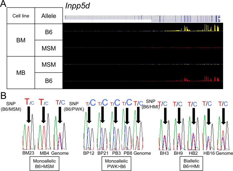 Inter-subspecies mouse F1 hybrid embryonic stem cell lines newly established for studies of allelic imbalance in gene expression.