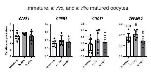 NPPC and AREG supplementation in IVM systems alter mRNA translation and decay programs-related gene expression in bovine COC.